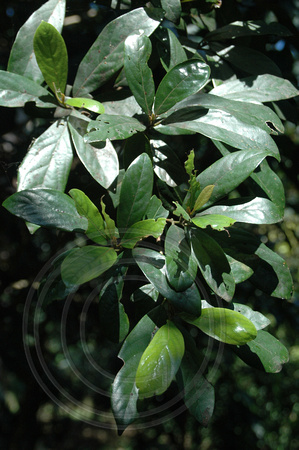 Litea australis(1)