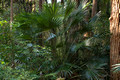 Livistona australis-Cabbage palm