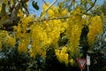 Cassia fistula - Golden Shower Tree