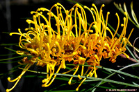 AUSTRALIAN NATIVE PLANTS