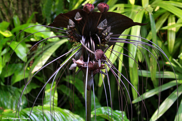 Tacca chanterii - Black Bat Plant