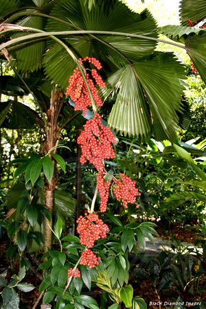 Licuala grandis- Singapore Botanic Gardens, Singapore