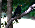 Lord Howe Island Birds