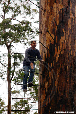 Bicentennial Tree - Eucalyptus diversicolor, Karri - Pemberton Western Australia