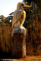 Kookaburra Sculpture - Elands, NSW