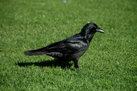 Australian Ravens