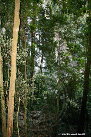 Looking Through Rainforest to Ellenborough Falls, Elands,NSW