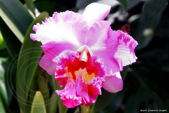 Brassiolaeliocattleya Pink Diamond - National Orchid Garden, Singapore Botanic Gardens, Singapore