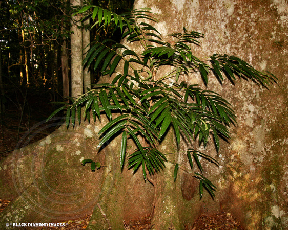 Akania bidwillii -Turnipwood, Boorganna Nature Reserve