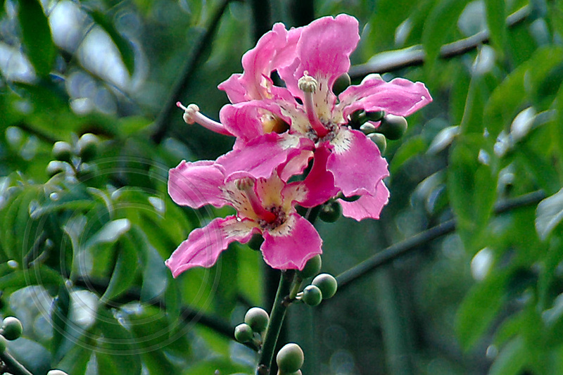 Black Diamond Images Ceiba Speciosa Floss Silk Tree Majestic Beauty Ceiba Speciosa Floss Silk Tree Majestic Beauty