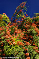 Cassia Roxburghii - Red Cassia Cardwell