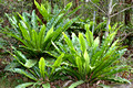 Birds Nest Ferns - Asplenium australasicum