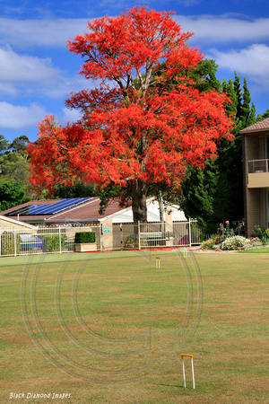 Brachychiton acerifolius - Illawarra Flame Tree, Mayflower Village Gerringong, NSW