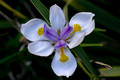 Dietes iridioides (African iris, Cape iris, Fortnight lily, Morea iris, Wild iris
