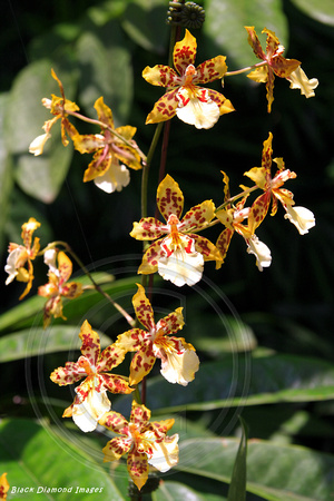 Odontocidium 'Mayfair' (Miltonidium 'Mayfair')  - National Orchid Garden, Singapore Botanic Gardens, Singapore