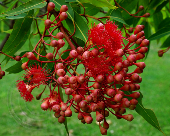 Corymbia 'Summer Red' - Corymbia ficifolia grafted x Euc ptycocarpa  Summer Red