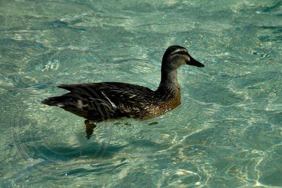 Fish Feeding Daily at 11.00am - Neds Beach, Lord Howe Island, NSW, Australia