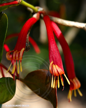 Benthamia alyxifolia-Boorganna Nature Reserve