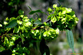 Dodonaea triquetra-Lime Green Hop Bush