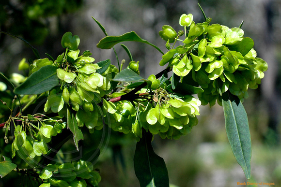 Dodonaea triquetra-Lime Green Hop Bush