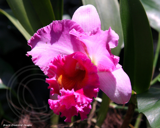 Brassiolaeliocattleya Pink Diamond - National Orchid Garden, Singapore Botanic Gardens, Singapore