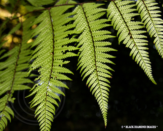 Cyathea leichhardtiana-Prickly Treefern-Boorganna Nature Reserve