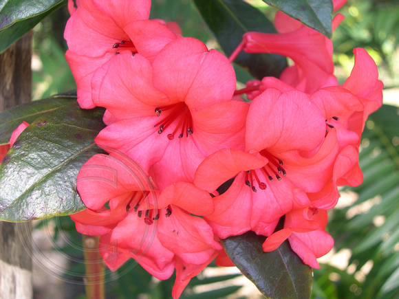 Tropical Rhododendron