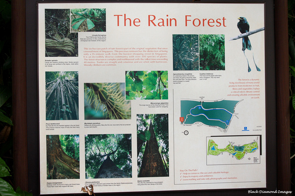 Original Singapore Rainforest - Singapore Botanic Gardens