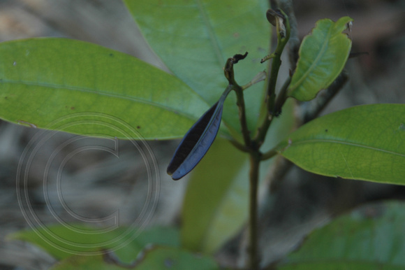 Lindsyomyrtus racemoides,Daintree Penda