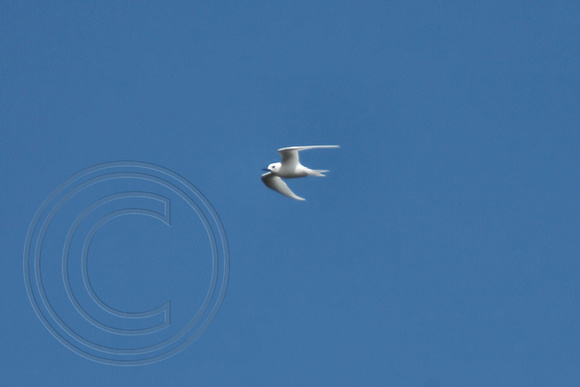 Lord Howe Island Birds