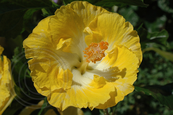 Yellow Hibiscus 3.2.2007 (10)