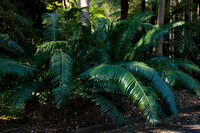 Palms and Cycads