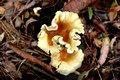 Omphalotus nidiformis - Ghost Fungus