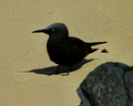 Lord Howe Island Birds