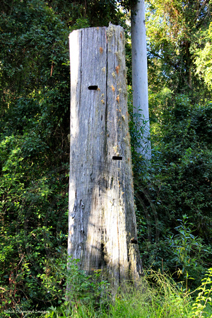 Old Stump in Talawahl Nature Reserve, Just South of Purfleet, Taree, NSW