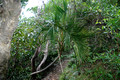Howea belmoreana - Curly Palm - Kim's Lookout to Old Settlement