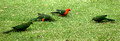 Alisterus scapularis -Australian King Parrot