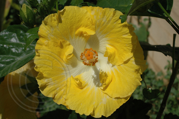 Yellow Hibiscus 3.2.2007 (9)