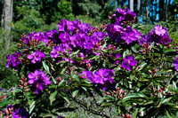 Tibouchina granulosa 'Kathleen' - Purple Glory Tree