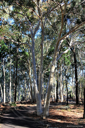 Eucalyptus rossii - White Gum - Warrumbungle National Park, NSW