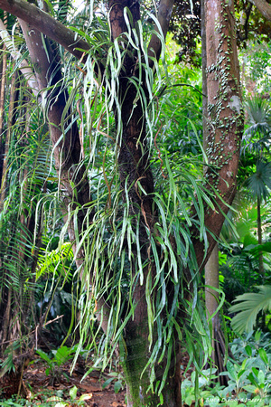 Unidentified Plant - Singapore Botanic Gardens