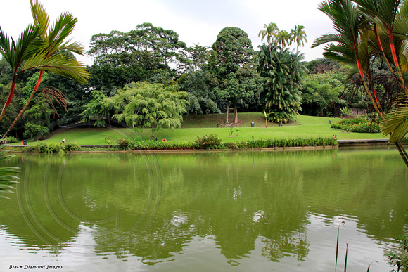 Cyrtostachys renda - Lipstick Palm - Symphony Lake, Singapore Botanic Gardens, Singapore