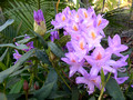 Rhododendron ponticum subsp. baeticum - Common Rhododendron, Pontic Rhododendron