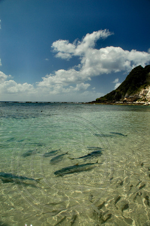 Fish Feeding Daily at 11.00am - Neds Beach, Lord Howe Island, NSW, Australia