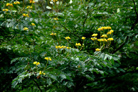 Libidibea ferrea - Brazillian Ironwood, Leopard Tree