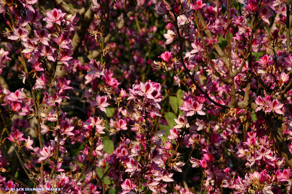 Bauhinea Variegata - Orchid Tree, Purple Orchid Tree