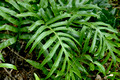 Microsorum pustulatum subsp. howense