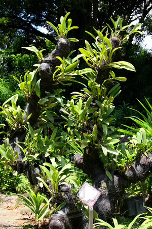 Unidentified Orchids National Orchid Garden, Singapore Botanic Gardens