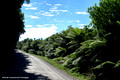 Roadside Tree Ferns, Waitaha, West Coast South Island, New Zealand