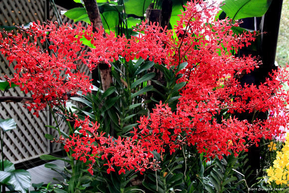 Renanthera Kalsom -  Singapore Botanic Gardens